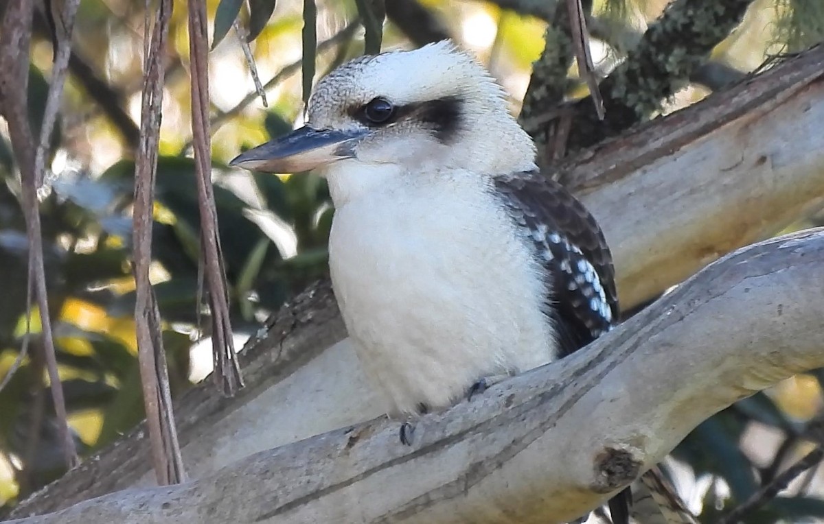 Laughing Kookaburra - ML622225665