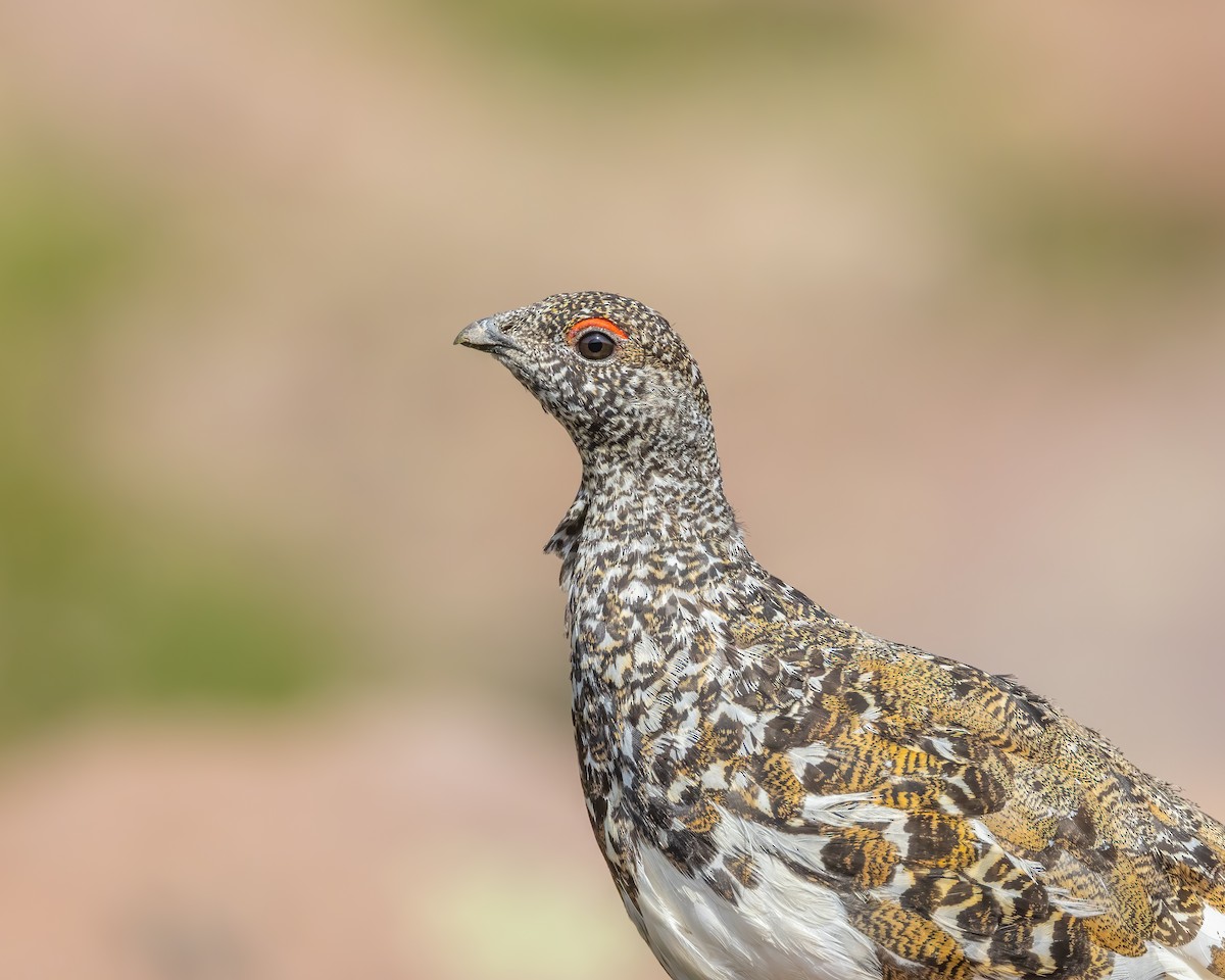 White-tailed Ptarmigan - ML622225666