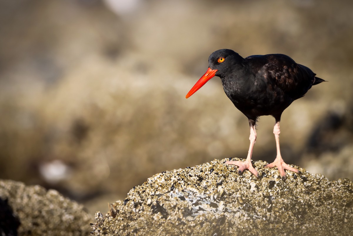 Black Oystercatcher - ML622225667