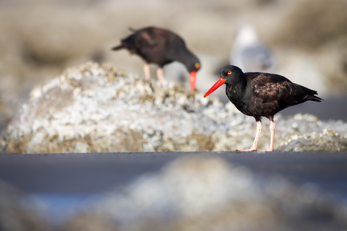 Black Oystercatcher - ML622225668