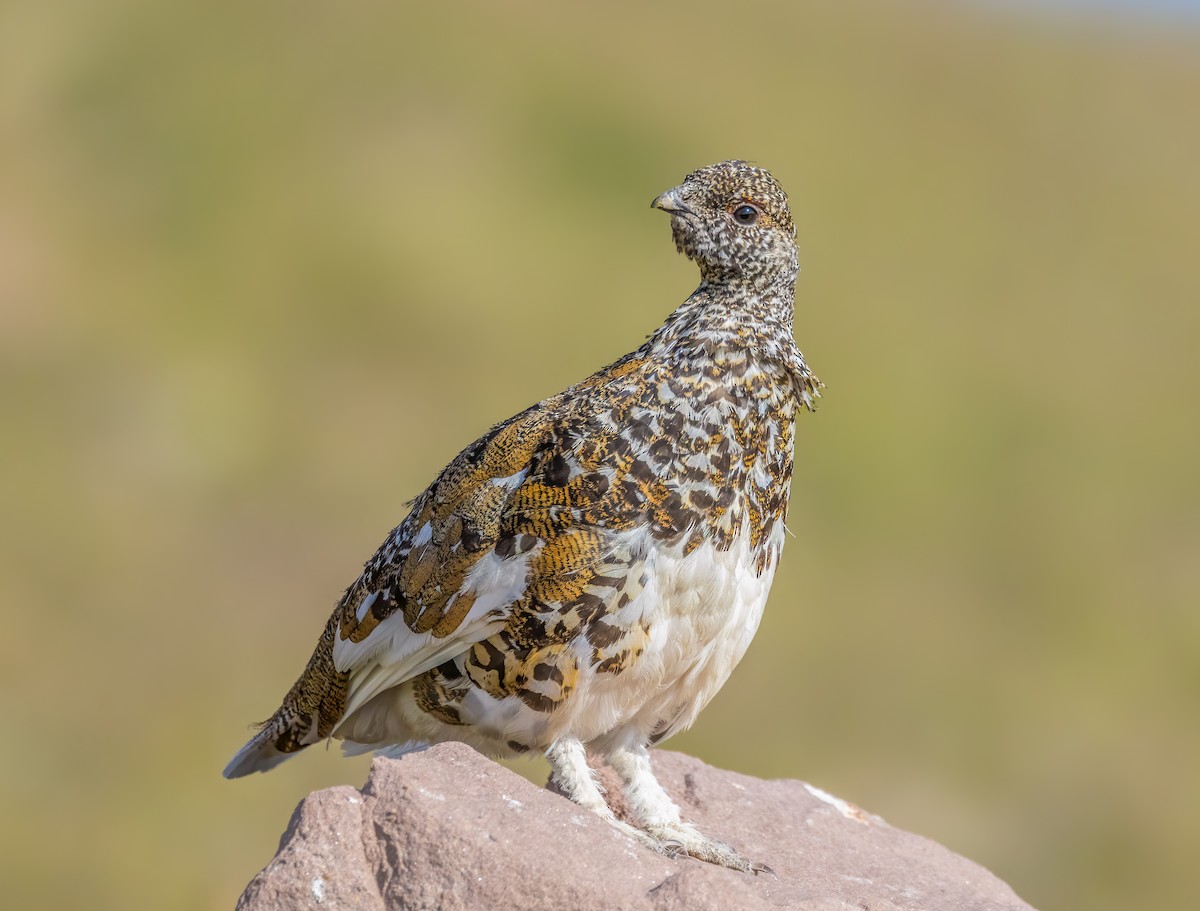 White-tailed Ptarmigan - ML622225671