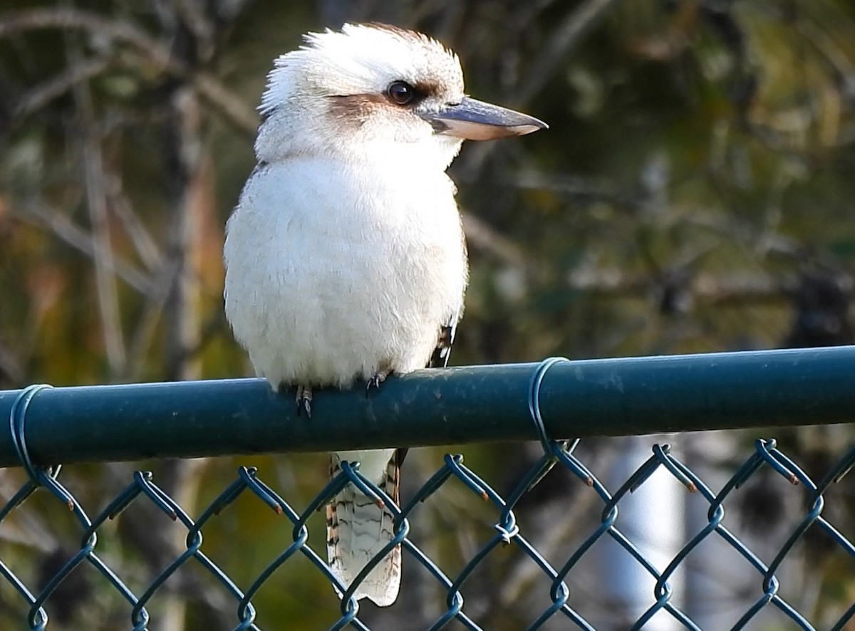 Laughing Kookaburra - ML622225673