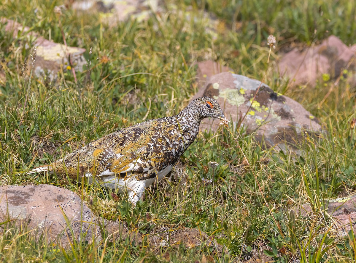 White-tailed Ptarmigan - ML622225677