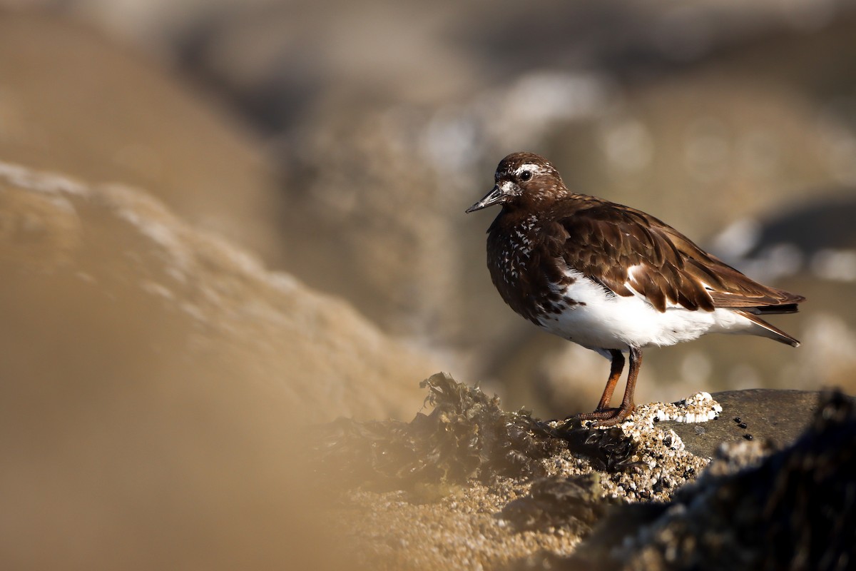 Black Turnstone - ML622225678