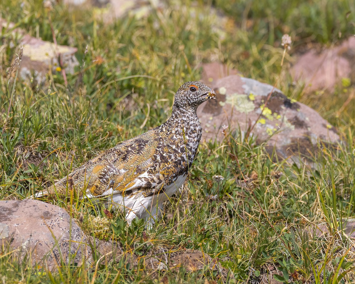 White-tailed Ptarmigan - ML622225679