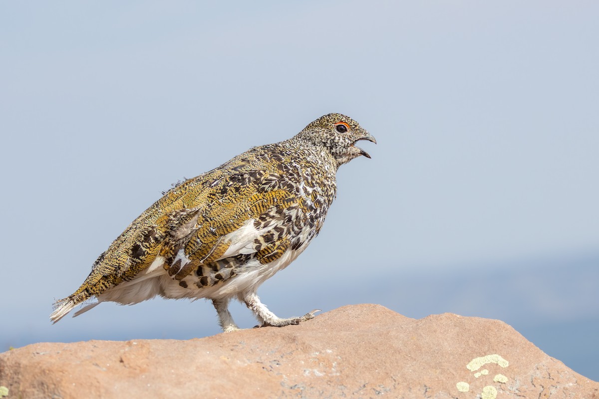 White-tailed Ptarmigan - ML622225686