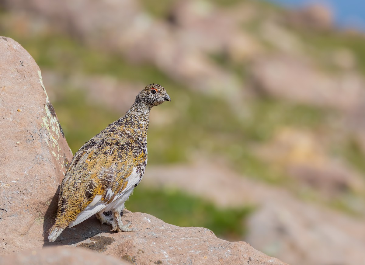 White-tailed Ptarmigan - ML622225687