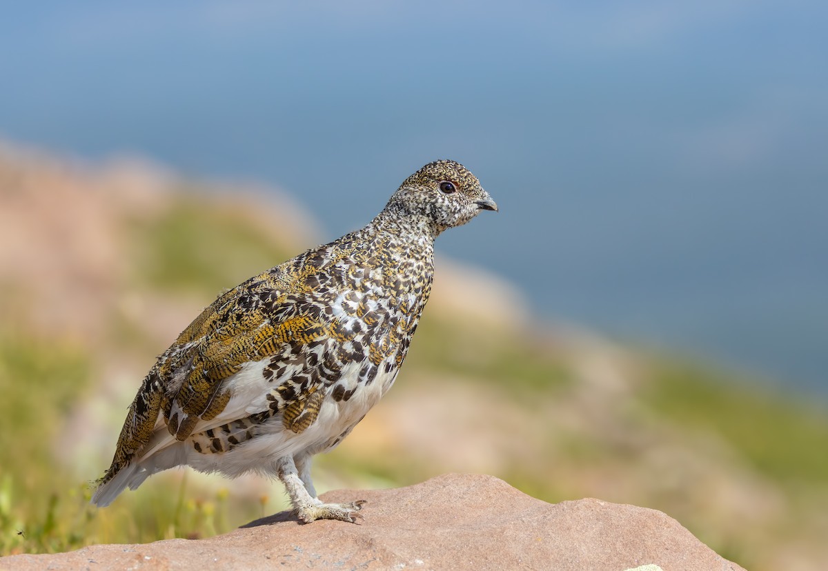 White-tailed Ptarmigan - ML622225691