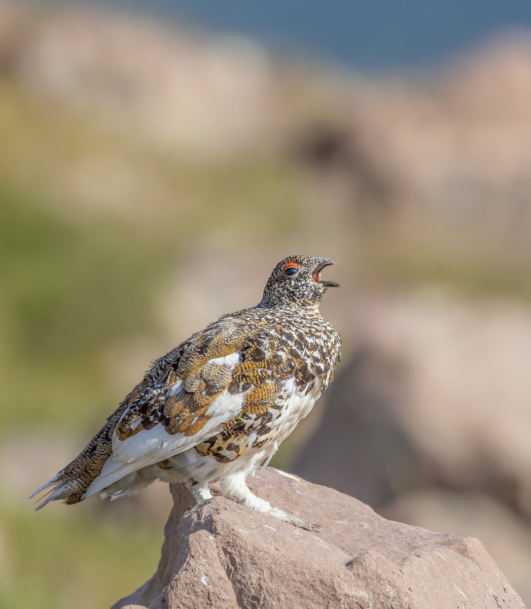 White-tailed Ptarmigan - ML622225692