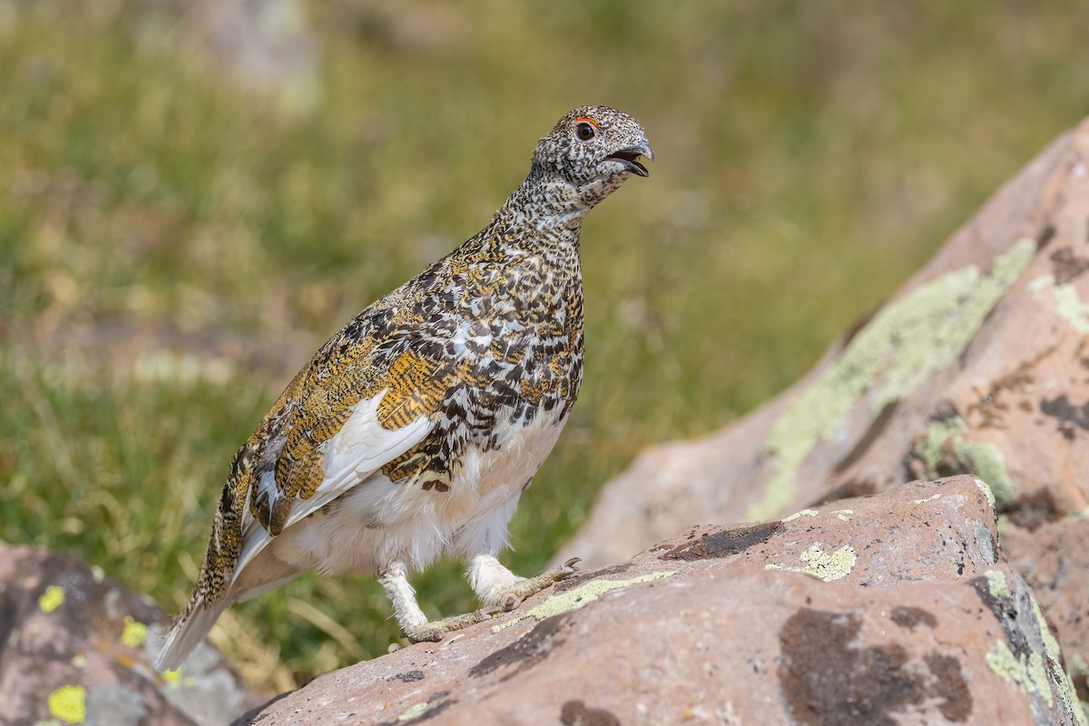 White-tailed Ptarmigan - ML622225693