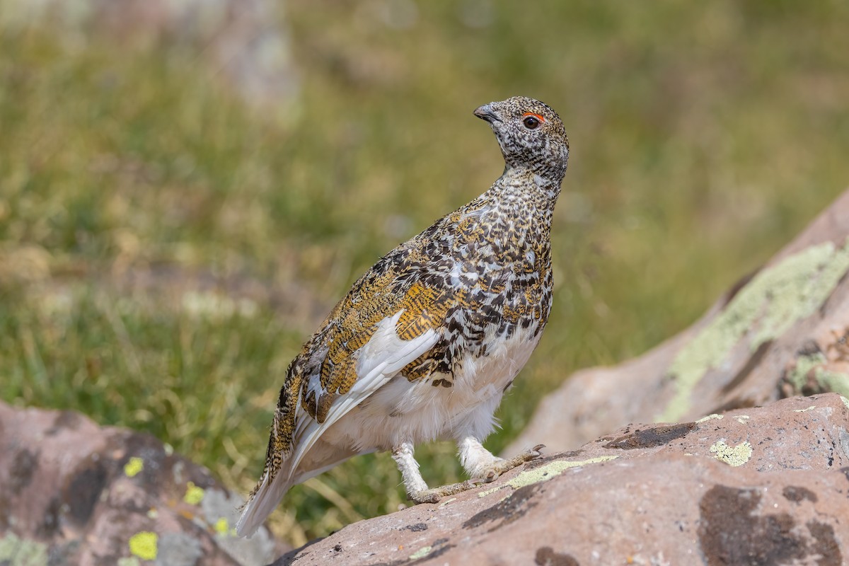 White-tailed Ptarmigan - ML622225694