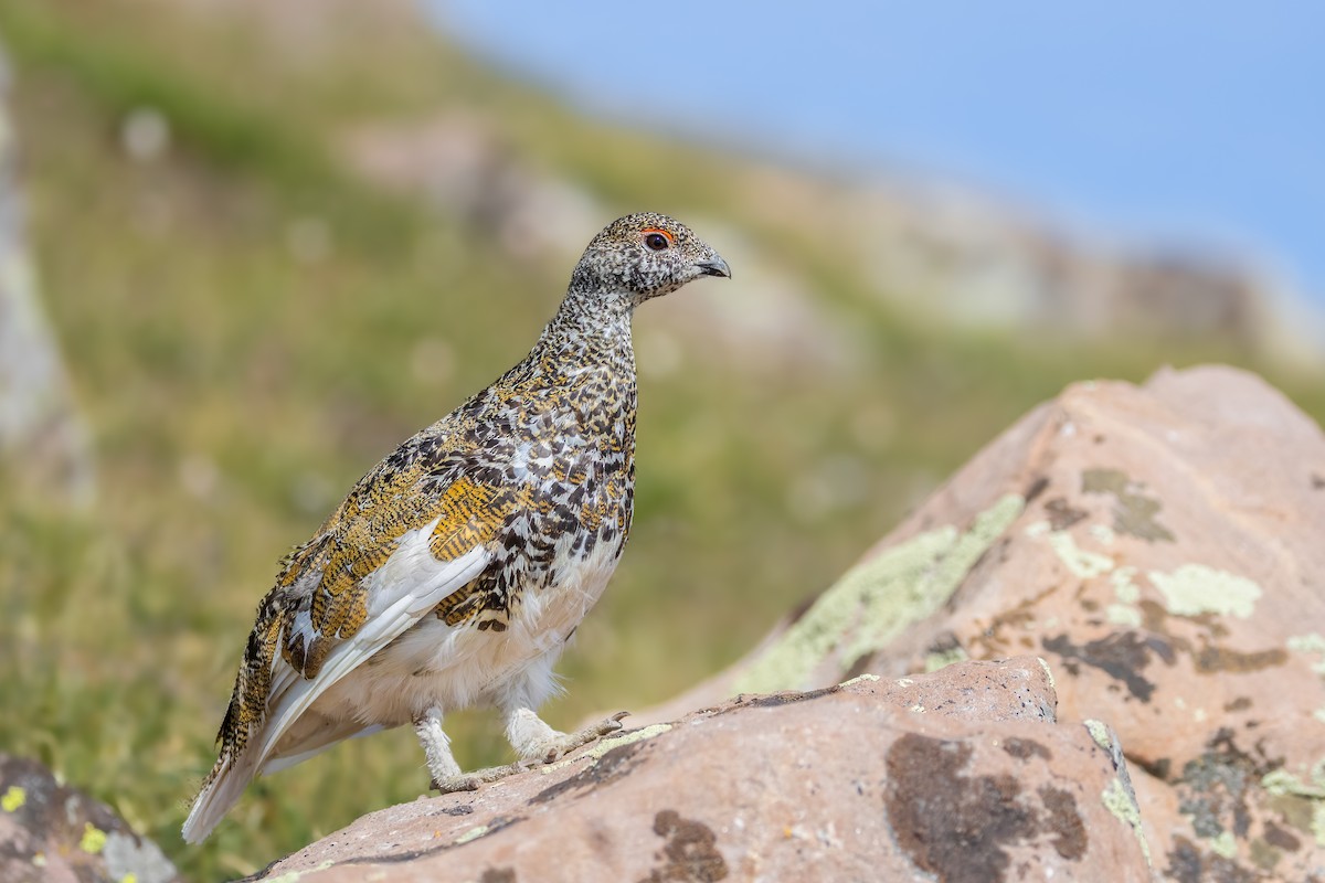 White-tailed Ptarmigan - ML622225696