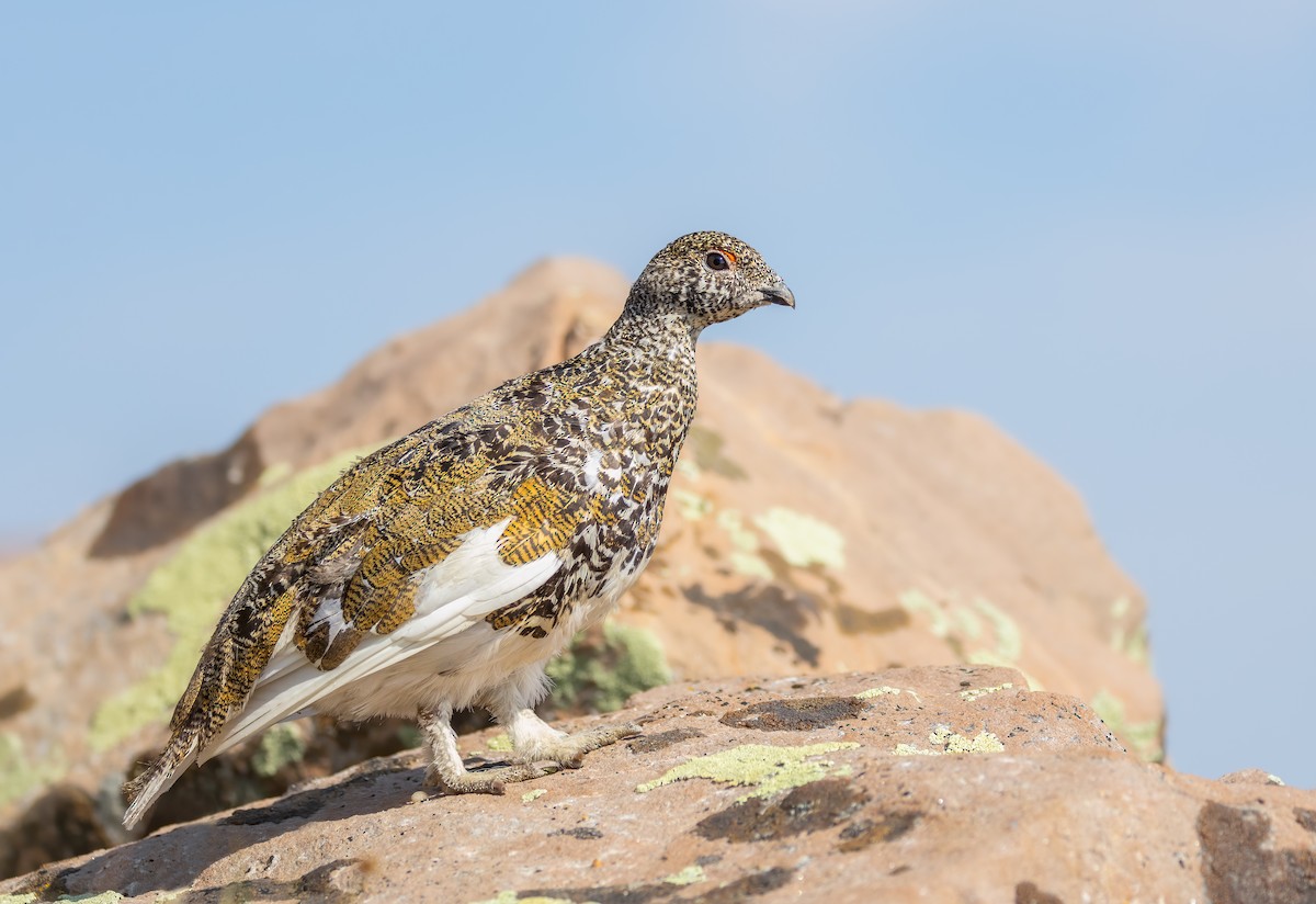 White-tailed Ptarmigan - ML622225697