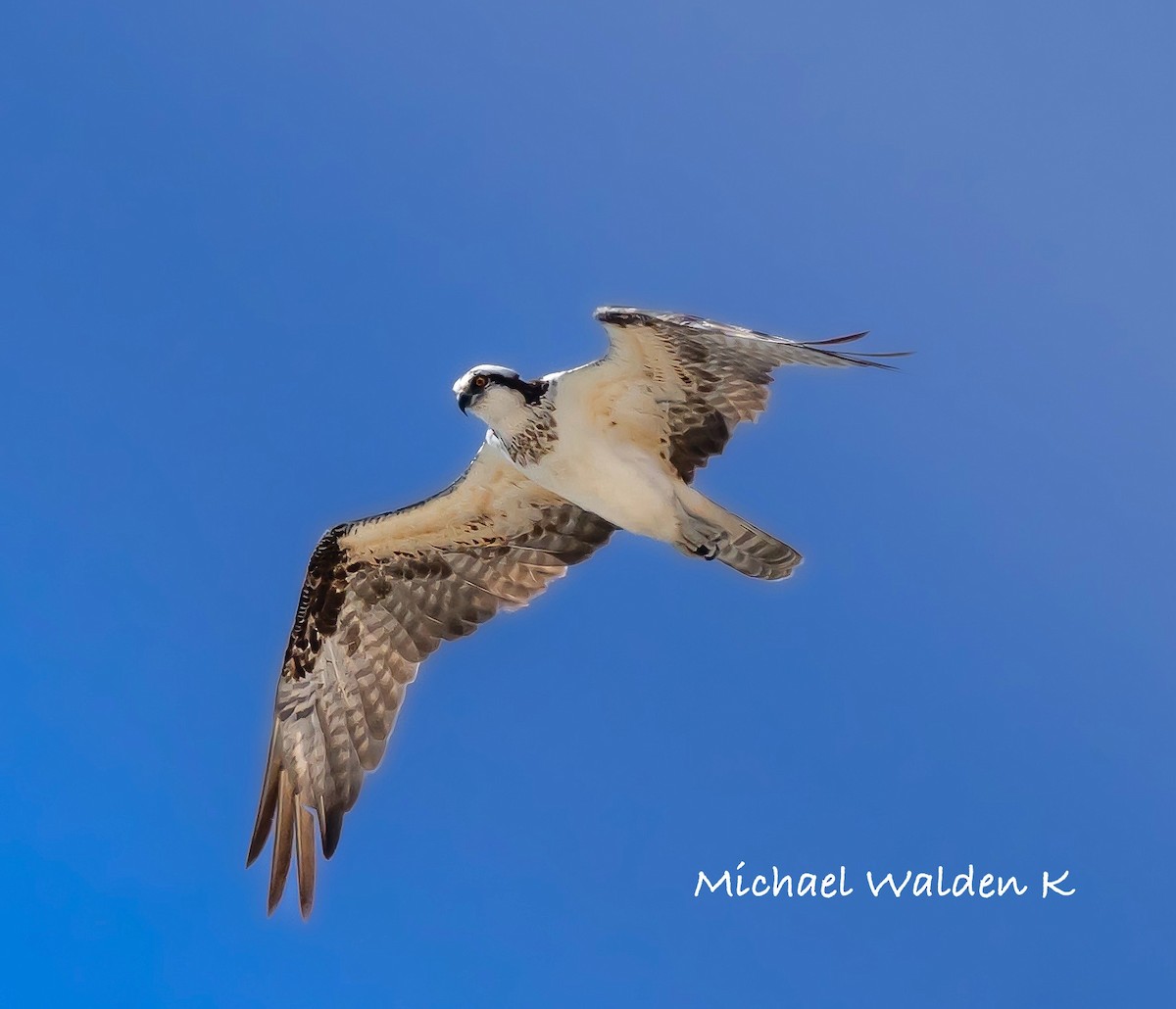 Osprey - ML622225785