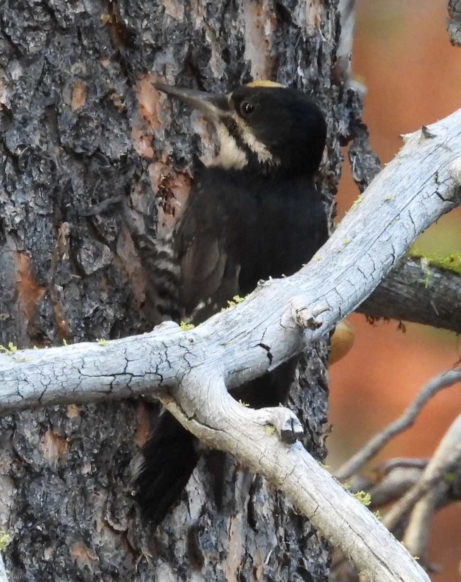 Black-backed Woodpecker - ML622225858