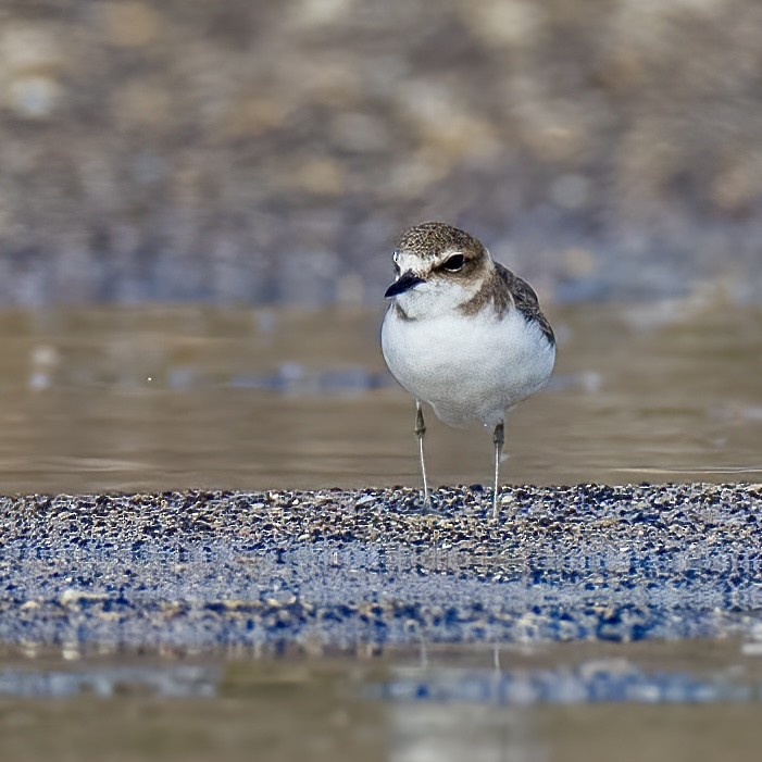 Javan Plover - ML622225930