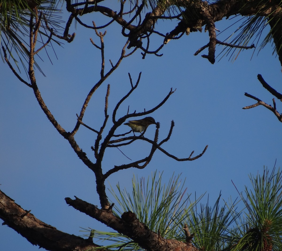 Black-whiskered Vireo - Timothy Burkhardt