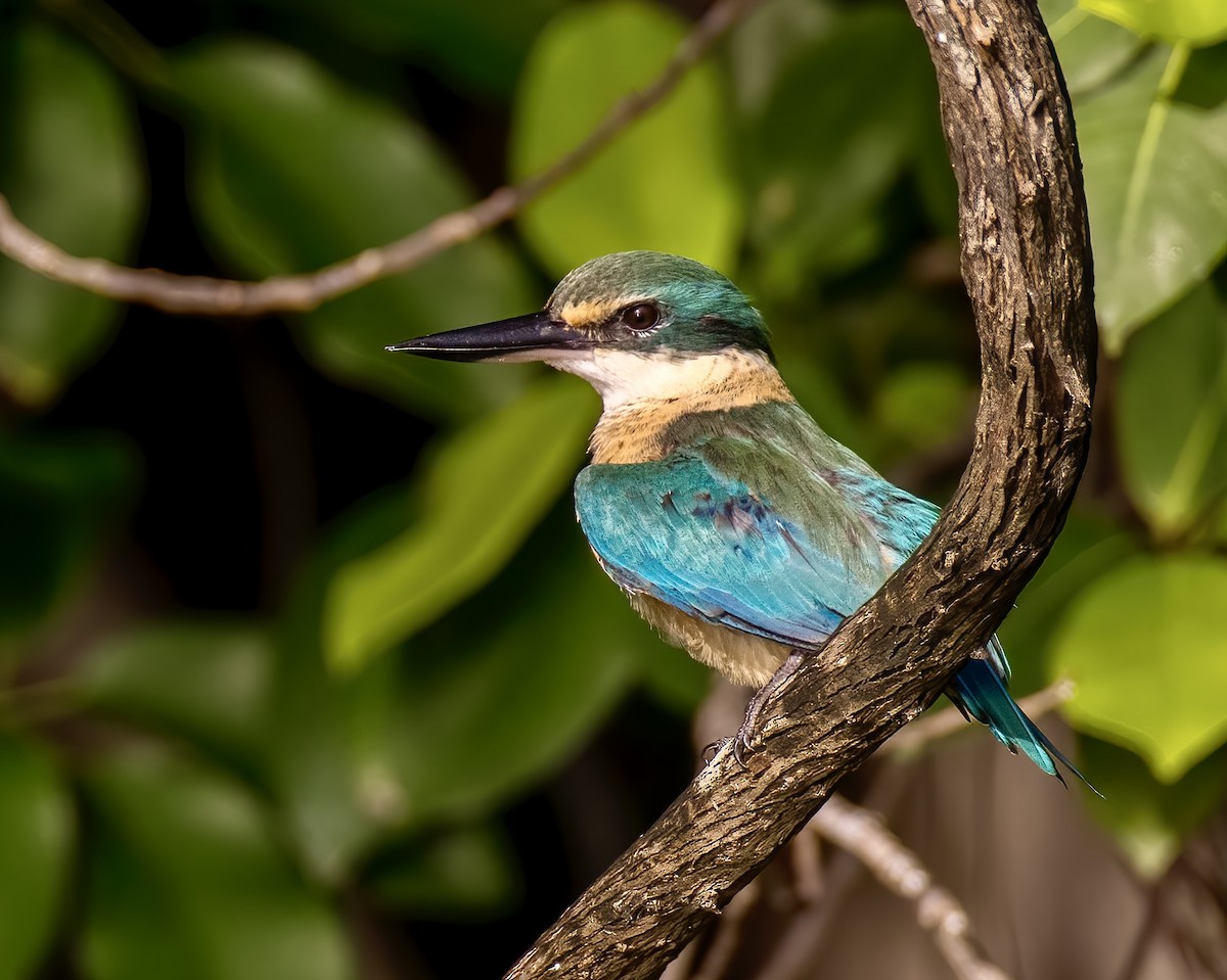 Sacred Kingfisher - ML622225934