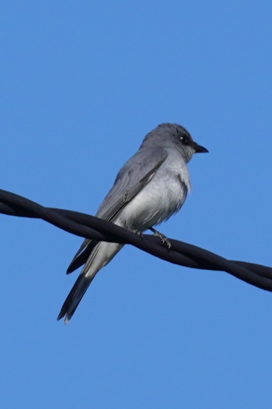 White-bellied Cuckooshrike - ML622226125