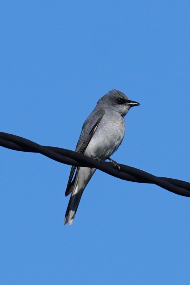 White-bellied Cuckooshrike - ML622226126