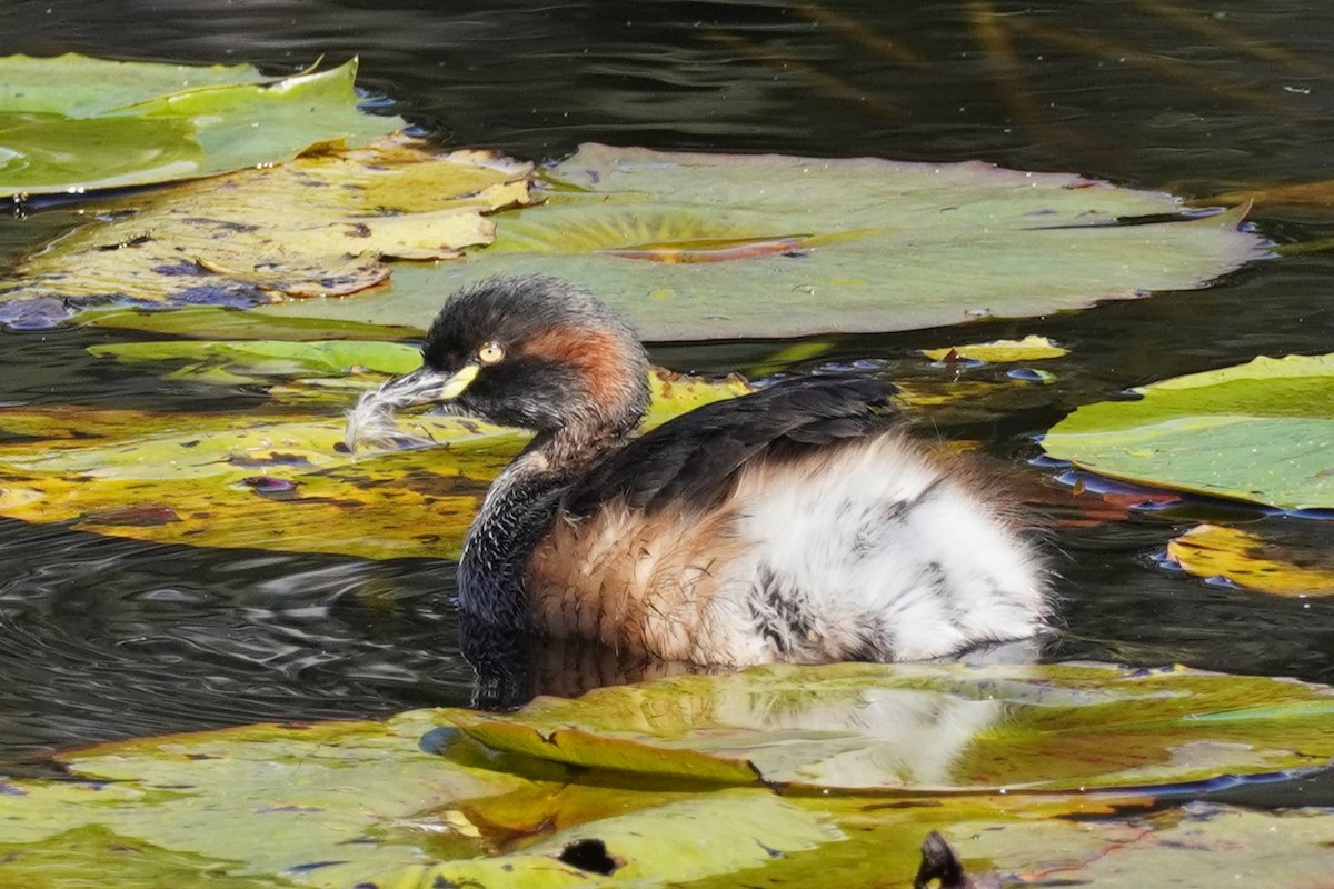 Australasian Grebe - ML622226169