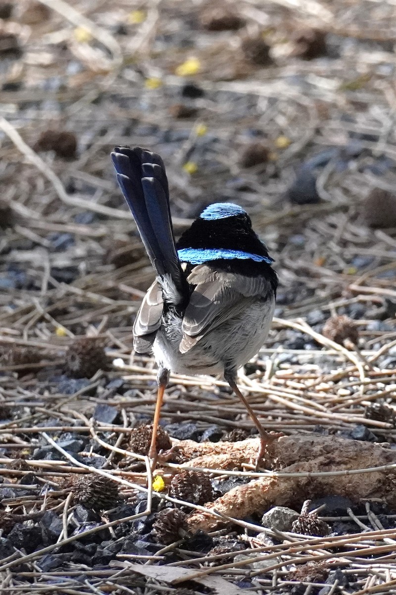 Superb Fairywren - ML622226171