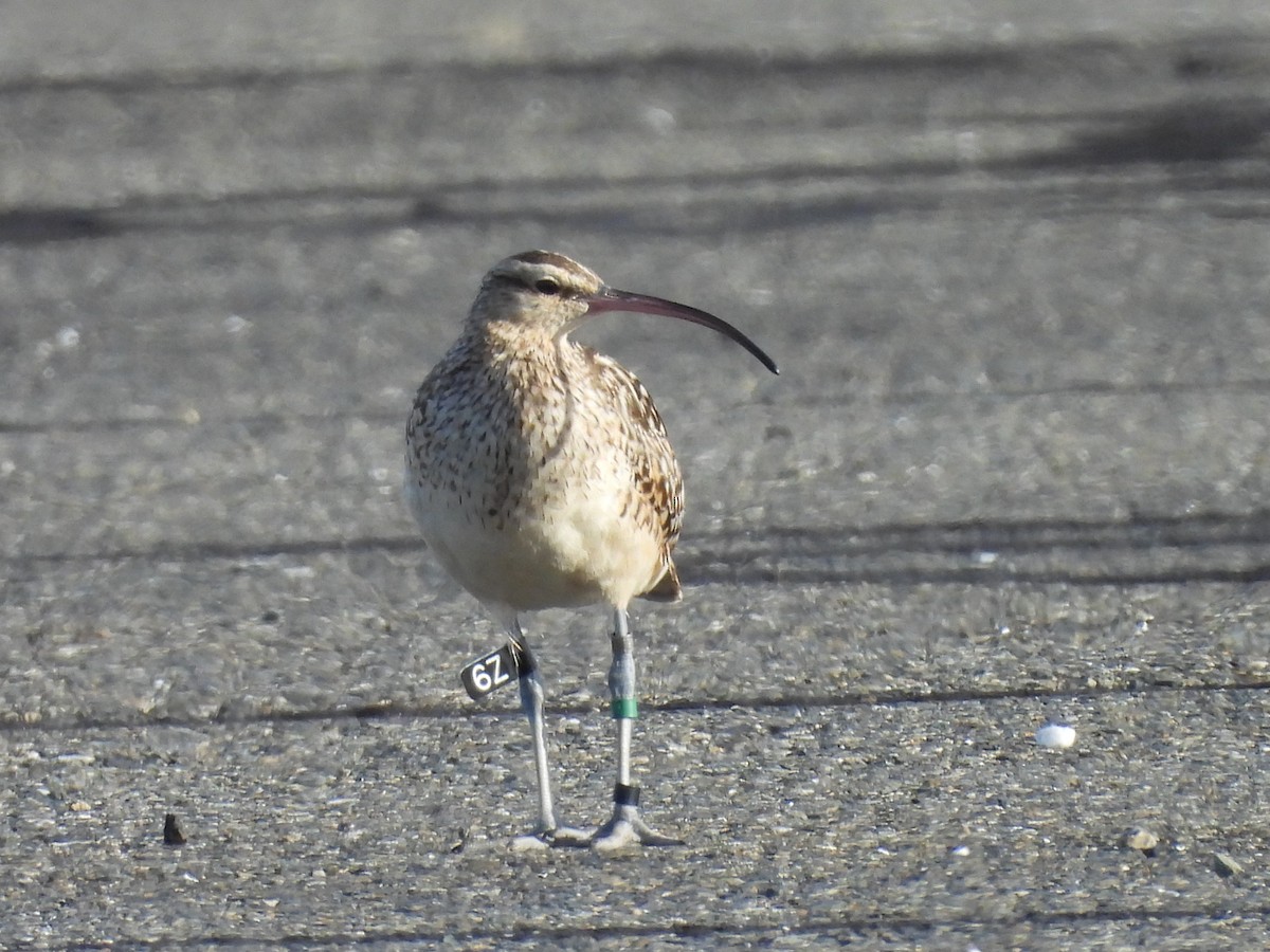 Bristle-thighed Curlew - ML622226237