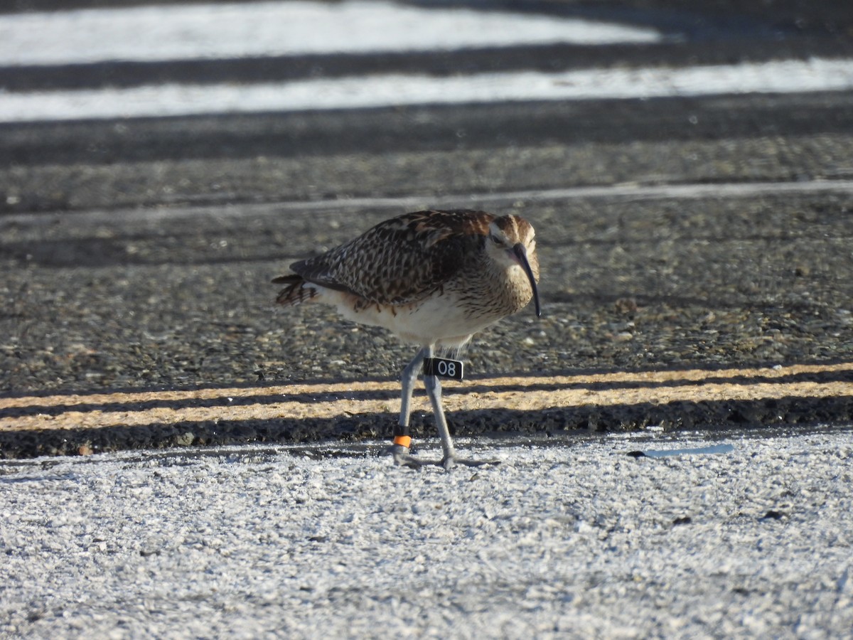 Bristle-thighed Curlew - ML622226238