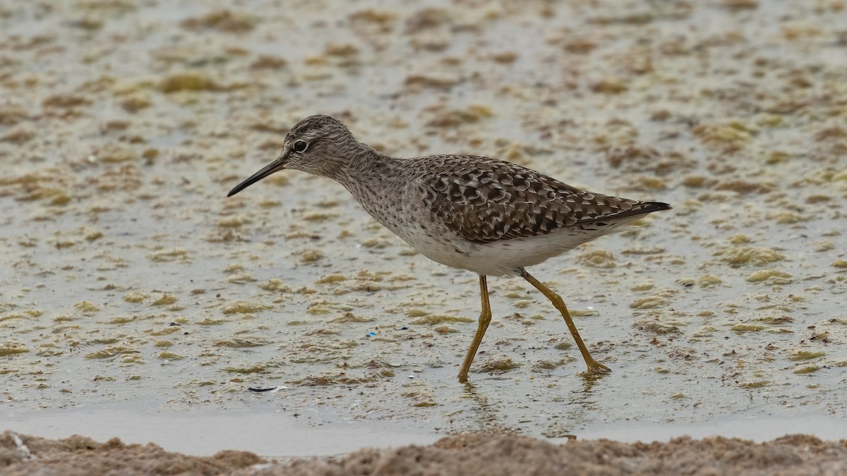 Wood Sandpiper - Markus Craig