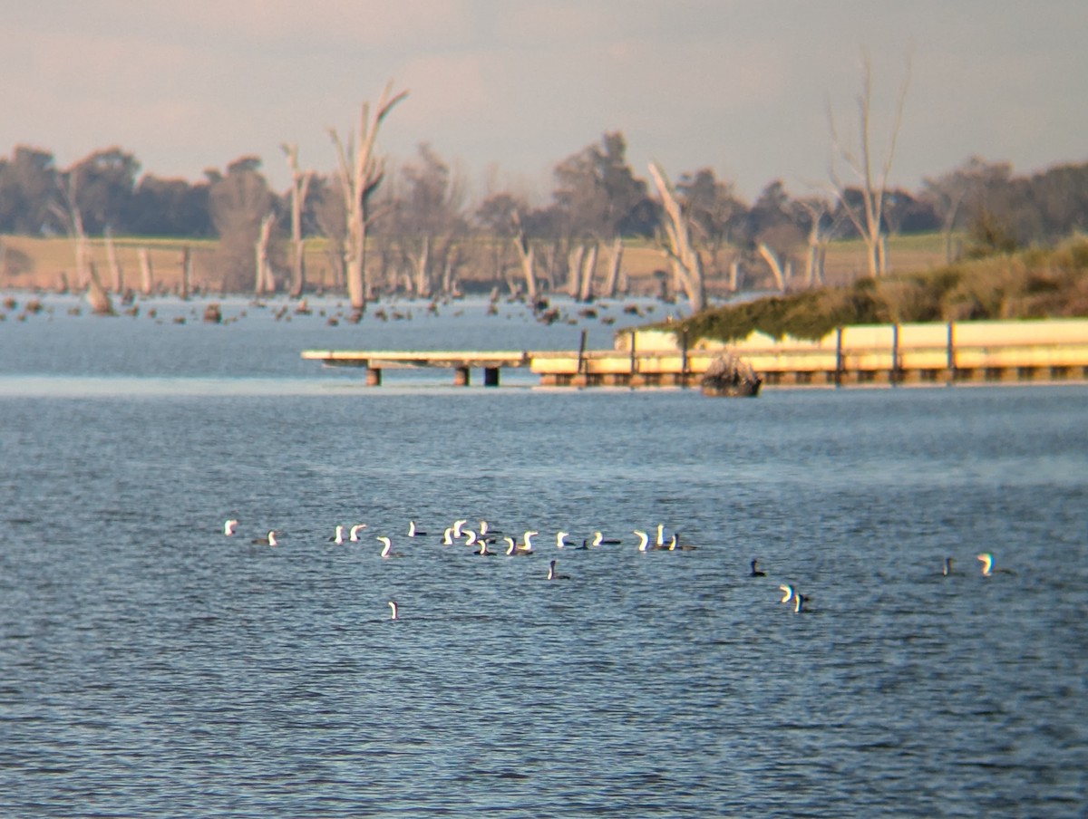 Pied Cormorant - ML622226263