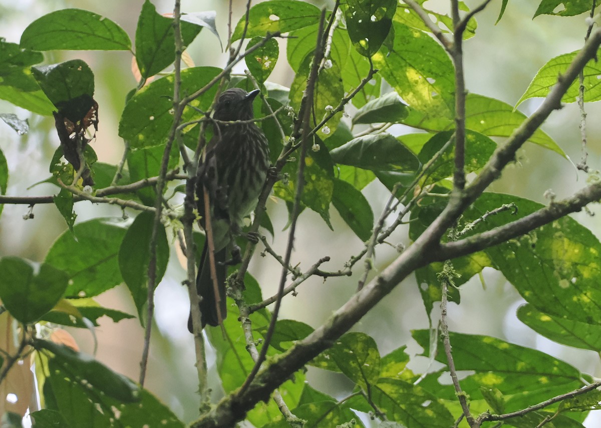 Sumatran Bulbul - ML622226433