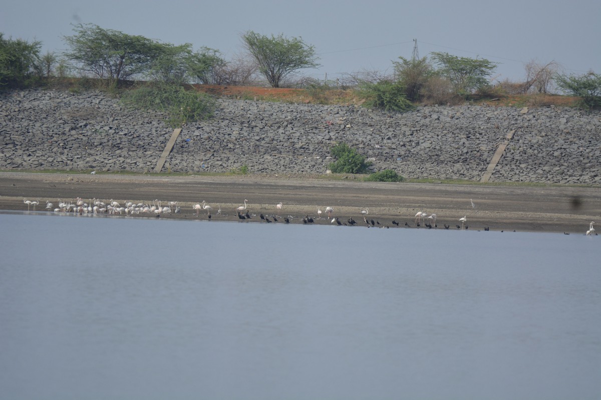 Braunwangenscharbe - ML622226465