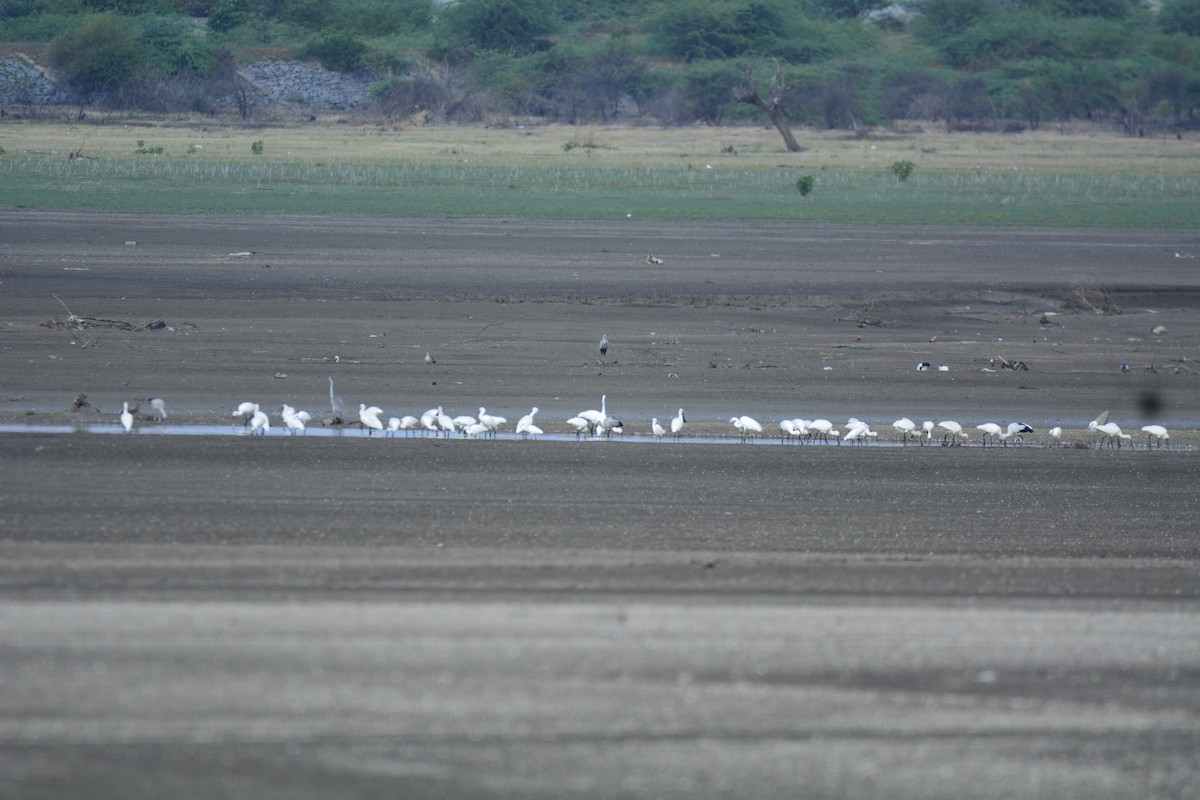 Löffler - ML622226469