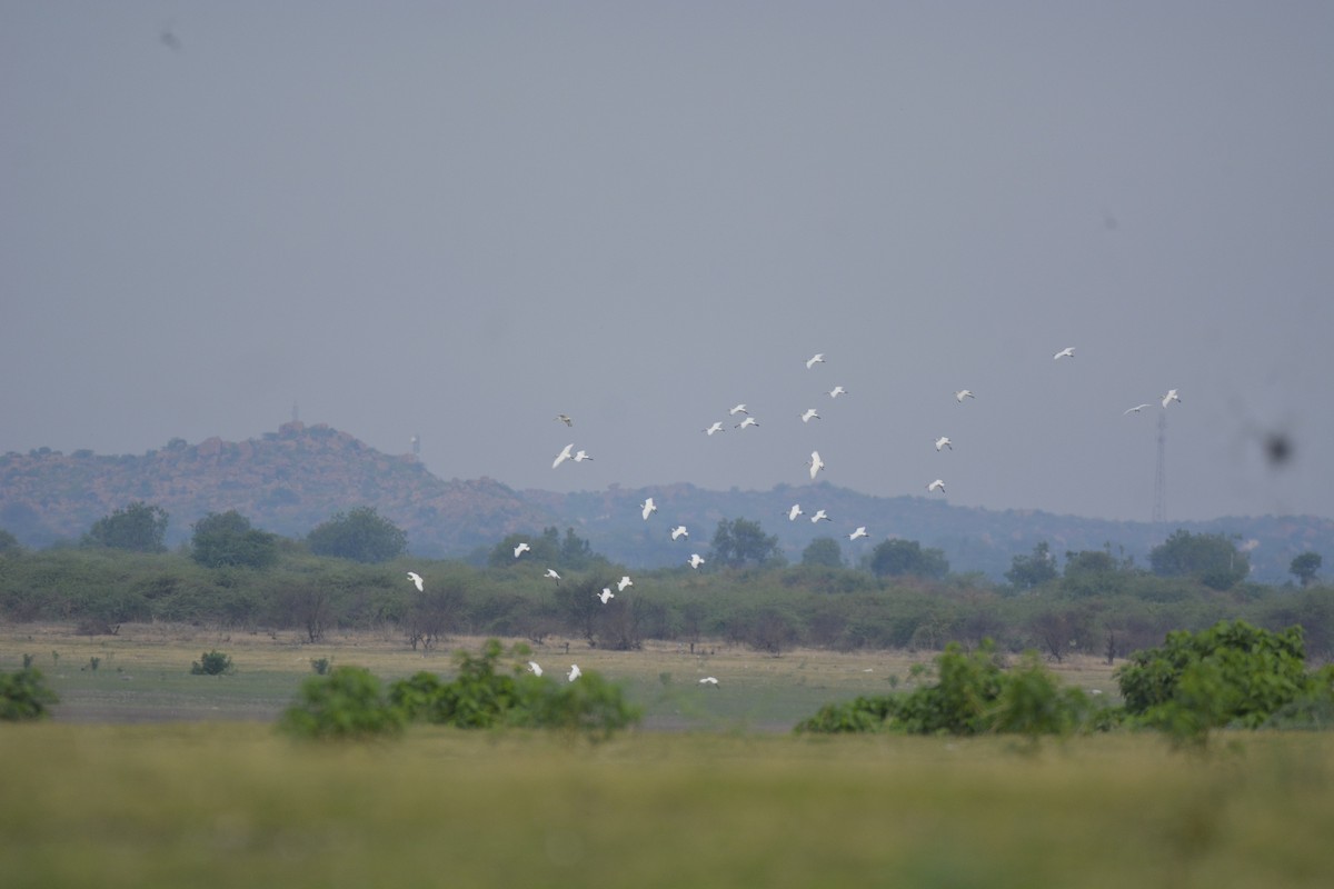 Löffler - ML622226470