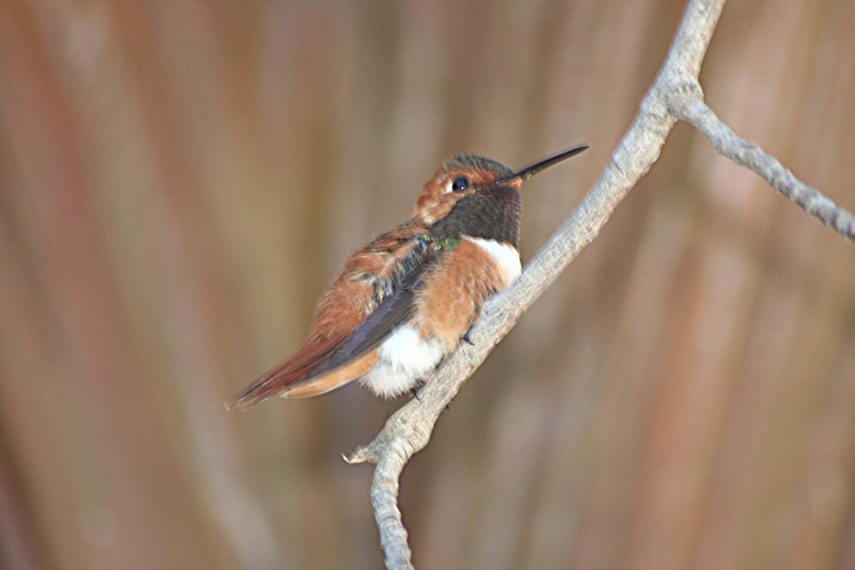 Rufous Hummingbird - ML622226509