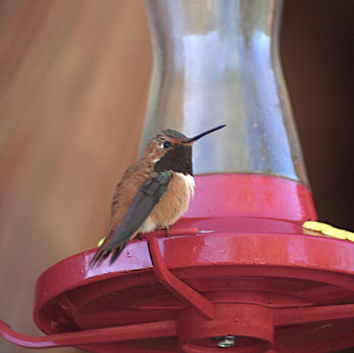 Rufous Hummingbird - ML622226510