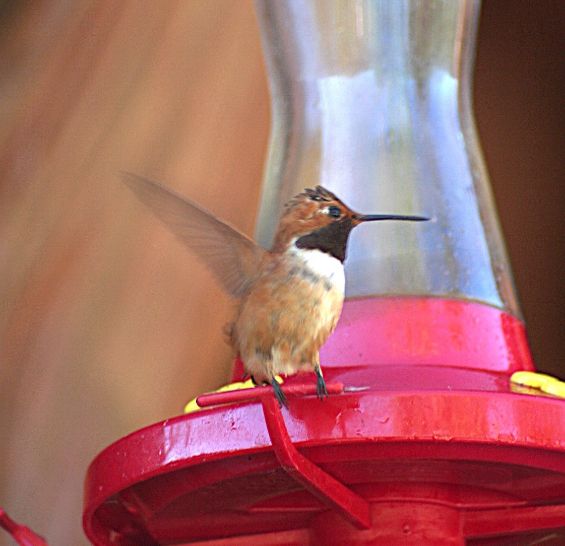 Rufous Hummingbird - ML622226511