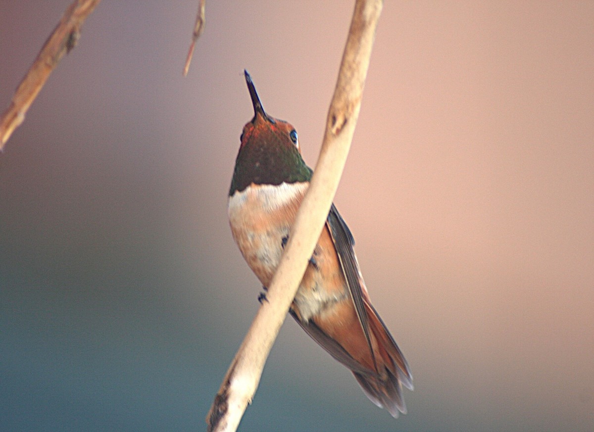 Rufous Hummingbird - ML622226512