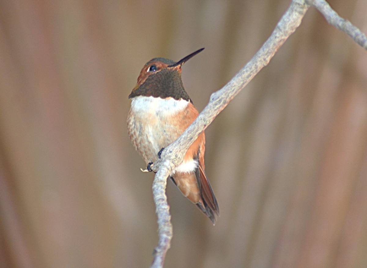 Rufous Hummingbird - ML622226513