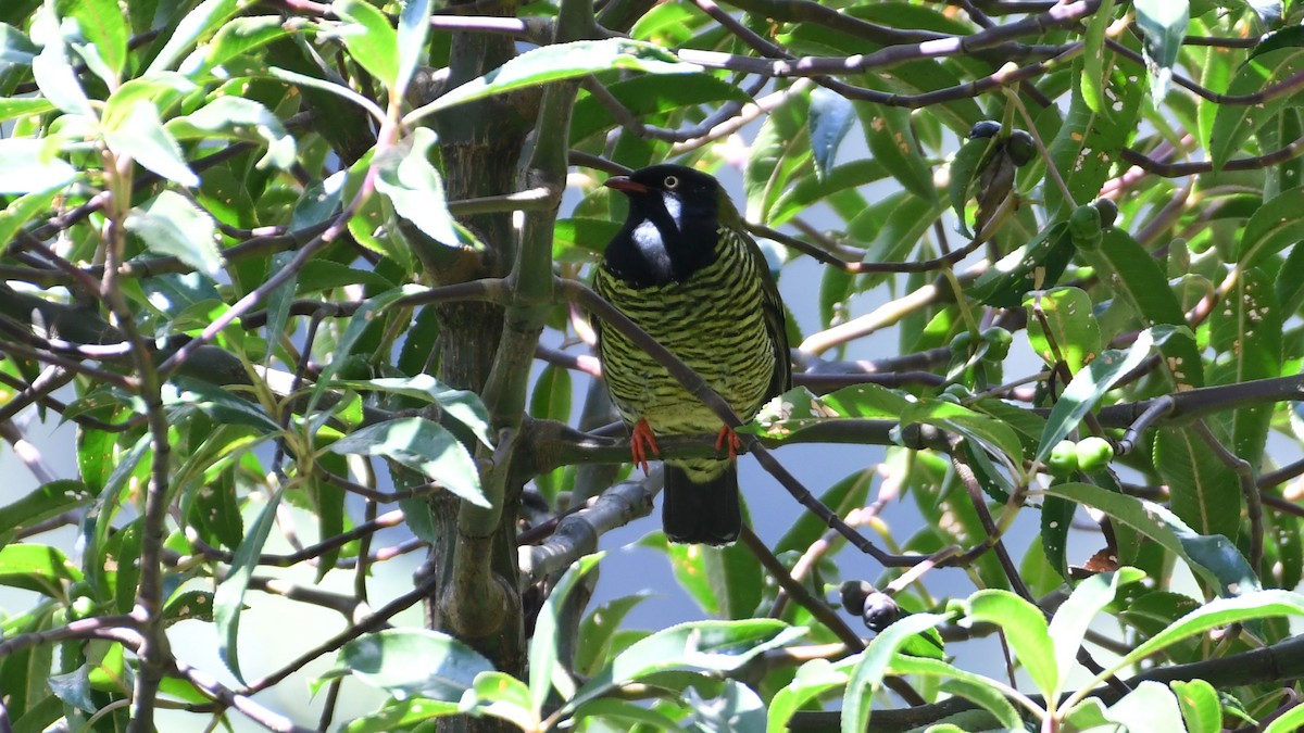 Barred Fruiteater - Vlad Sladariu