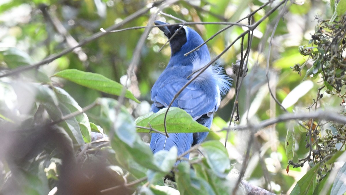 White-collared Jay - ML622226534