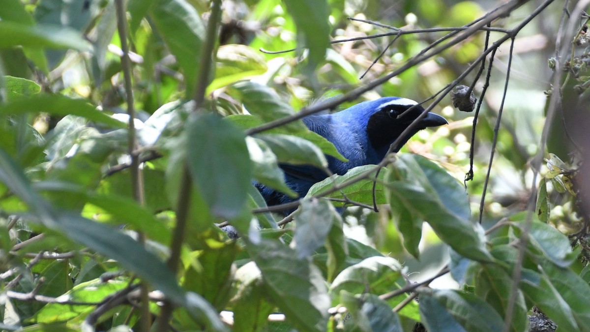 White-collared Jay - ML622226535