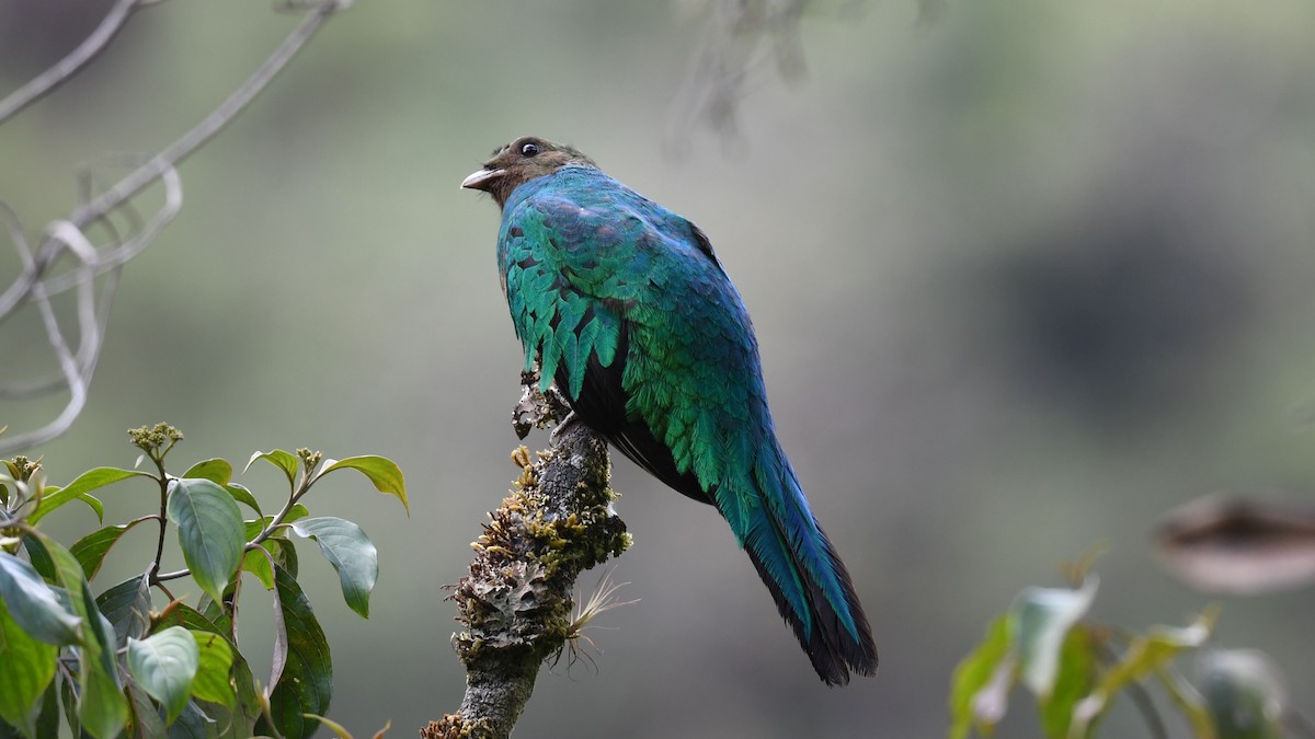 Quetzal doré - ML622226536