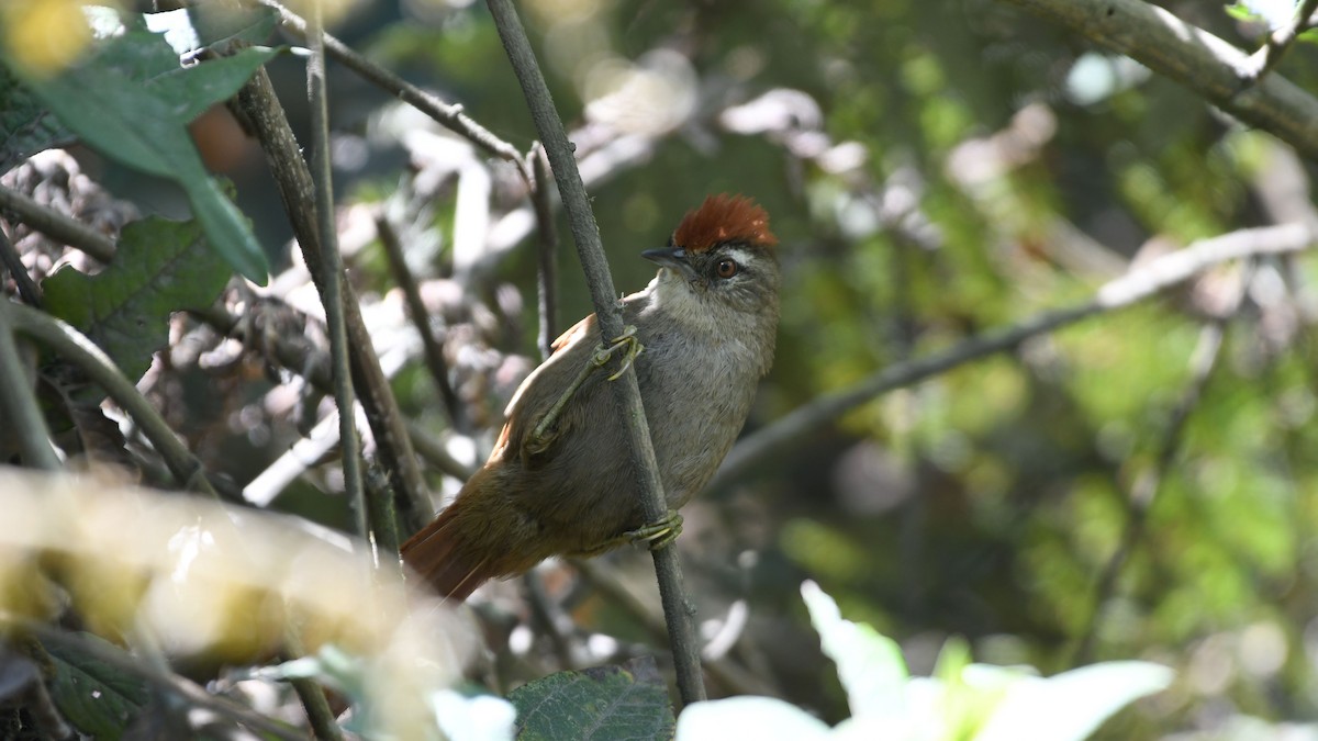 Marcapata Spinetail - Vlad Sladariu