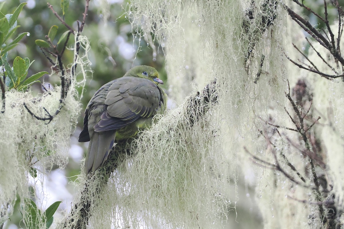 Wedge-tailed Green-Pigeon - ML622226580