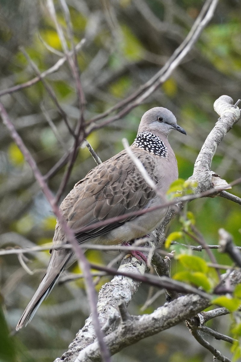 Spotted Dove - ML622226642