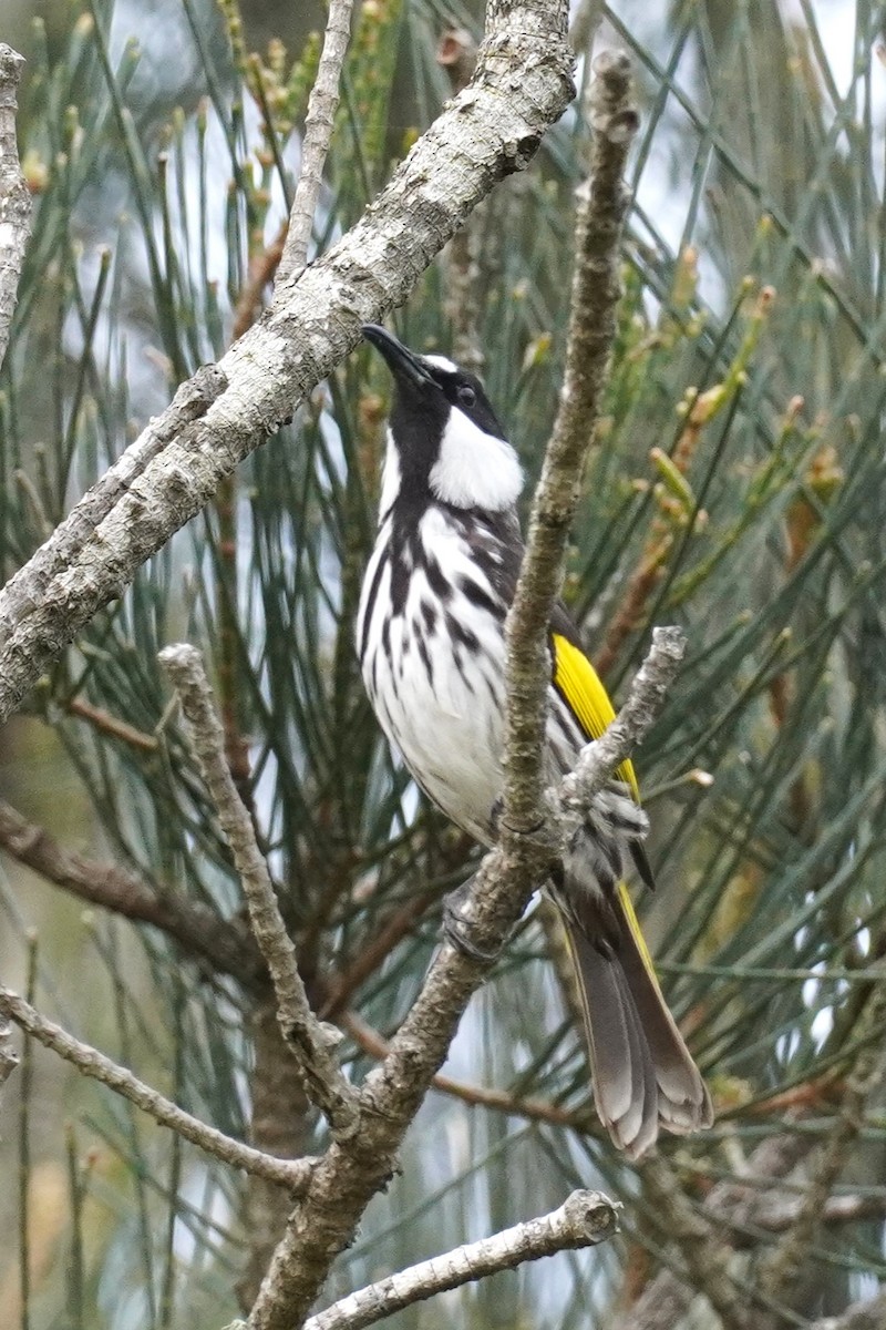 White-cheeked Honeyeater - ML622226645