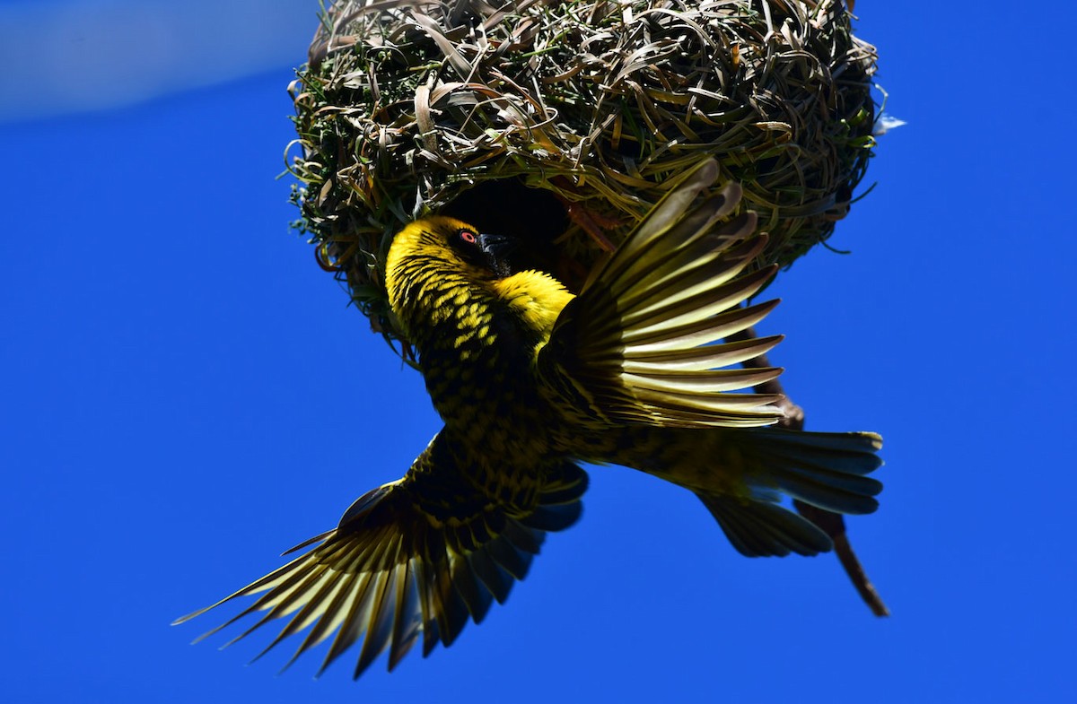 Village Weaver - ML622226663