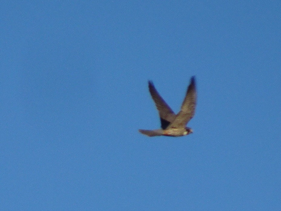 בז עצים - ML62222671