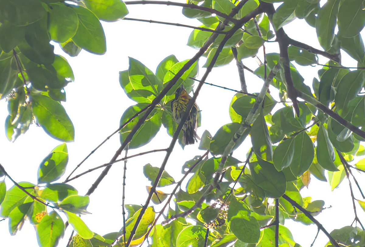 flowerpecker sp. - ML622226721